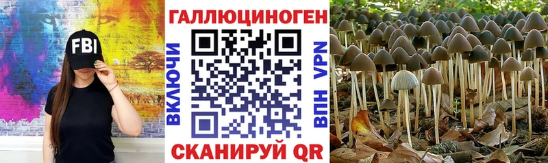 Псилоцибиновые грибы Cubensis  купить  сайты  Берёзовка 